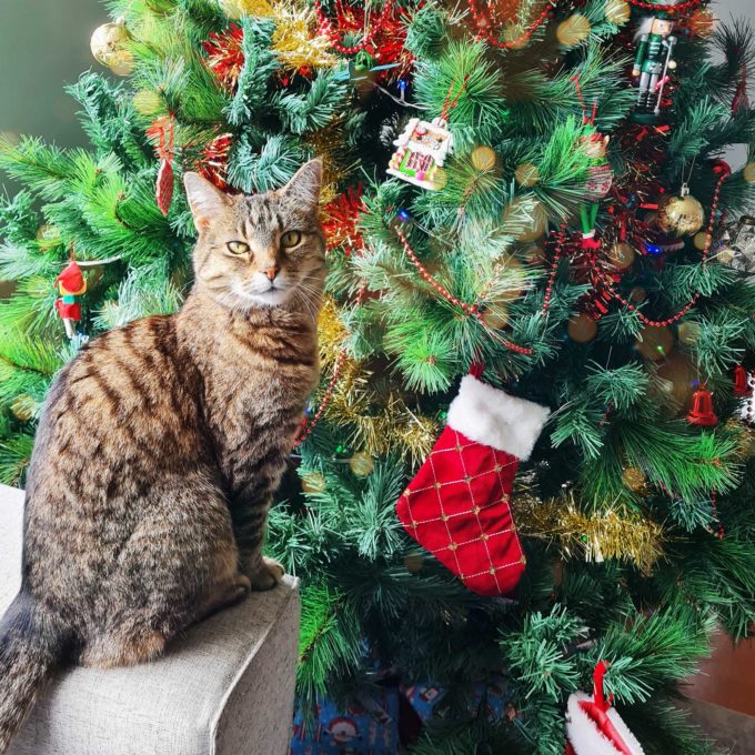 Christmas stocking hanging on tree